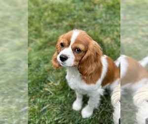 Cavalier King Charles Spaniel Puppy for sale in THORNTON, CO, USA