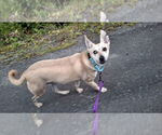 Small #9 Saluki-Whippet Mix