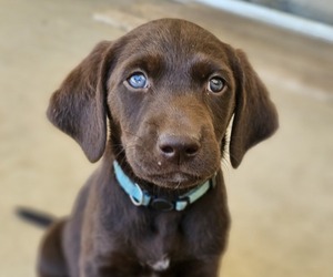 Medium Labrador Retriever