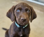 Puppy 3 Labrador Retriever