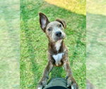 Small #1 Mutt