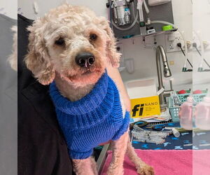 Poodle (Miniature)-Unknown Mix Dogs for adoption in Chico, CA, USA