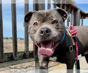 American Pit Bull Terrier Dogs for adoption in Redwood City, CA, USA
