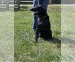 Small Photo #1 Labrador Retriever Puppy For Sale in NEOLA, WV, USA