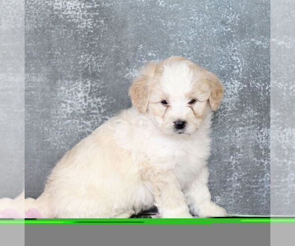 Medium Photo #2 Bernedoodle (Miniature) Puppy For Sale in GORDONVILLE, PA, USA