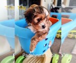 Small Photo #2 Morkie Puppy For Sale in LAKEVILLE, MN, USA