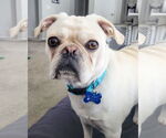 Small #1 Pug Mix