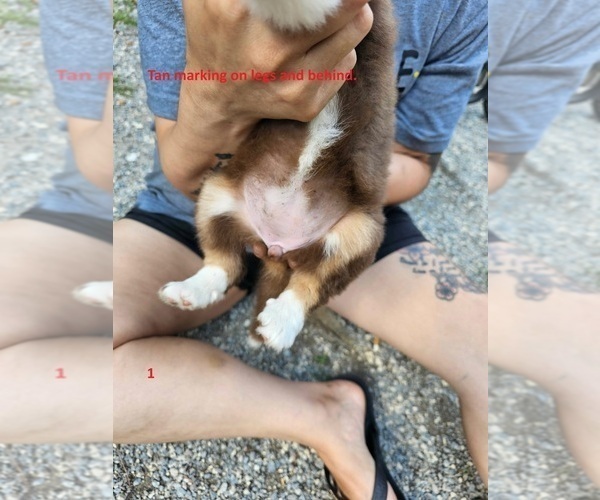 Medium Photo #3 Australian Shepherd Puppy For Sale in FLEMINGSBURG, KY, USA