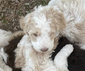 Medium Goldendoodle