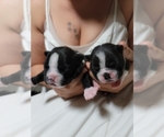 Small Photo #10 Boston Terrier Puppy For Sale in NEW PORT RICHEY, FL, USA