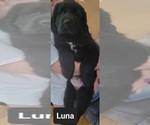 Small Photo #8 Tibetan Mastiff Puppy For Sale in PRINCETON, MN, USA
