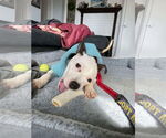 Small #19 American Pit Bull Terrier Mix