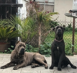 Mother of the Cane Corso puppies born on 02/02/2019