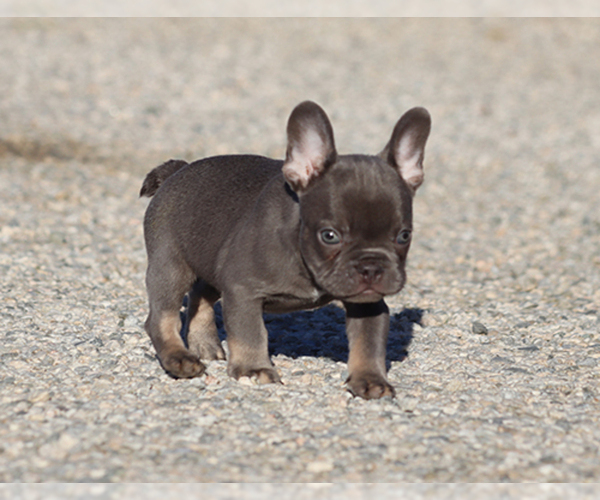 Medium Photo #4 French Bulldog Puppy For Sale in LITTLEROCK, CA, USA