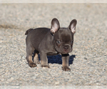Felix - Male French Bulldog Puppy for Sale - Photo #4
