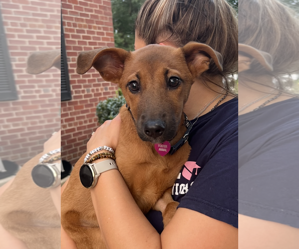 Medium Photo #4 Mutt Puppy For Sale in Rockville, MD, USA