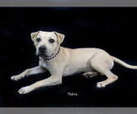 Small #1 Staffordshire Bull Terrier Mix