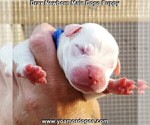 Small Photo #4 Dogo Argentino Puppy For Sale in JANE, MO, USA