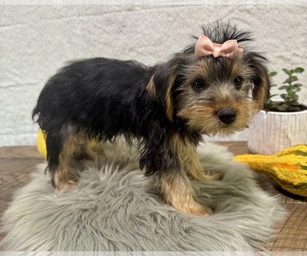 Medium Photo #7 Yorkshire Terrier Puppy For Sale in NAPPANEE, IN, USA
