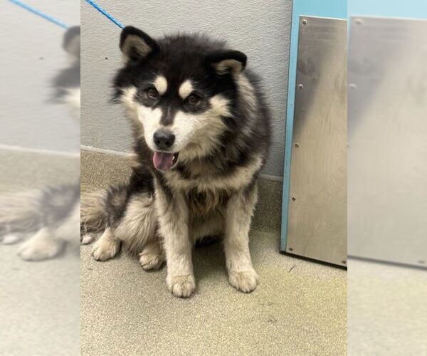 Medium Photo #1 Siberian Husky-Unknown Mix Puppy For Sale in Las Vegas, NV, USA