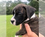 Small Photo #2 Boxer Puppy For Sale in CHESTERFIELD, SC, USA