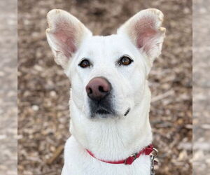 Huskies -Unknown Mix Dogs for adoption in Canton, CT, USA