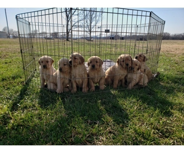 Medium Photo #5 Golden Retriever Puppy For Sale in CLAREMORE, OK, USA
