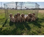 Small Photo #5 Golden Retriever Puppy For Sale in CLAREMORE, OK, USA
