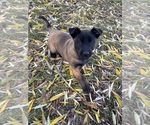Small #7 Belgian Malinois