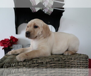 Labrador Retriever Puppy for sale in SOUTH BEND, IN, USA