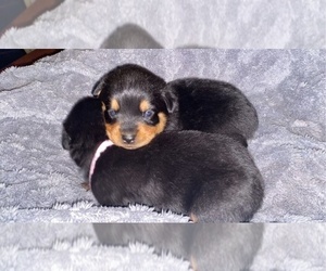Rottweiler Puppy for sale in BUDA, TX, USA