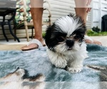 Small Photo #8 Shih Tzu Puppy For Sale in MOORESVILLE, NC, USA