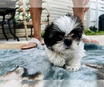 Small #7 Shih Tzu