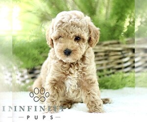 Poodle (Toy) Puppy for sale in PARADISE, PA, USA