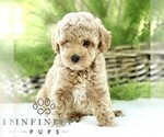 Small Poodle (Toy)