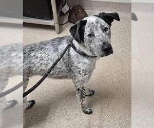 Mutt Dogs for adoption in Bakersfield, CA, USA