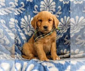 Golden Retriever Puppy for sale in OXFORD, PA, USA