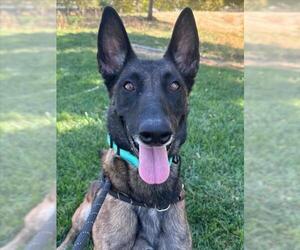 Mutt Dogs for adoption in Woodland, CA, USA