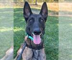 JESSIE - Female Mutt Dog for Adoption - Small photo