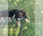 Small Photo #10 German Shepherd Dog-Siberian Husky Mix Puppy For Sale in JURUPA VALLEY, CA, USA