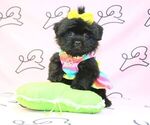 Small Photo #12 Shih Tzu Puppy For Sale in LAS VEGAS, NV, USA