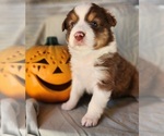 Puppy Boo Australian Shepherd