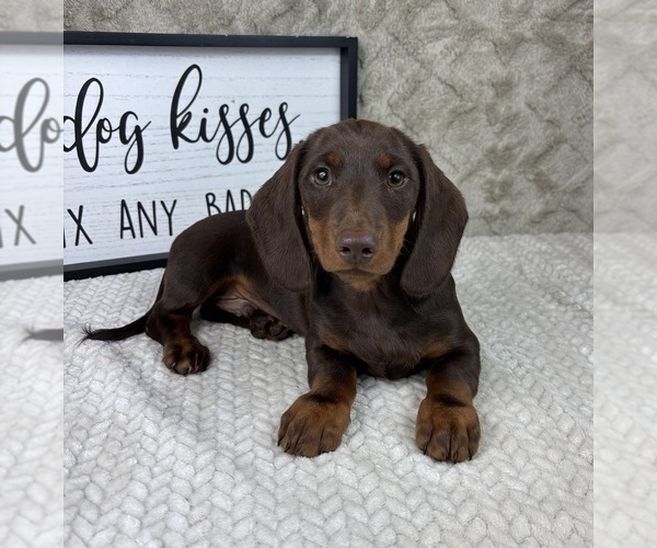 Medium Photo #2 Dachshund Puppy For Sale in FRANKLIN, IN, USA