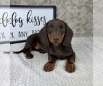 Small #1 Dachshund
