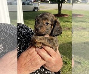 Dachshund Puppy for sale in ROEBUCK, SC, USA