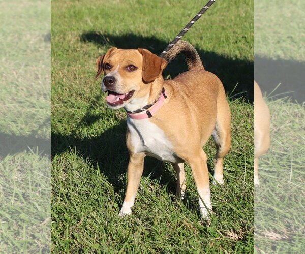 Medium Photo #4 Beagle-Unknown Mix Puppy For Sale in Green Forest, AR, USA