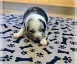 Puppy Boy 1 Australian Shepherd