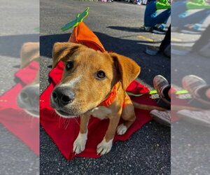 Mutt Dogs for adoption in Germantown, OH, USA