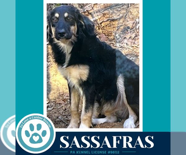 Medium Photo #2 English Shepherd Puppy For Sale in Kimberton, PA, USA