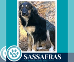 Small #1 English Shepherd